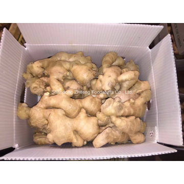 Air Dry Ginger in China